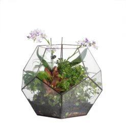 Handmade Extra Large Large Pentagon Glass Geometric Terrarium For Succulents Fern Moss Airplants -Ncyp Garden Store 20150713033XL 1