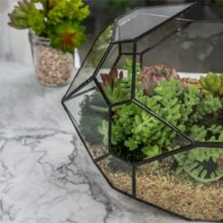 NCYP Irregular Open Geometric Glass Terrarium Bubble Shape For Succulents Landscape Bonsai -Ncyp Garden Store 20190418001 6
