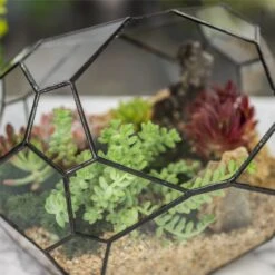 NCYP Irregular Open Geometric Glass Terrarium Bubble Shape For Succulents Landscape Bonsai -Ncyp Garden Store 20190418001 7