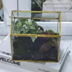 Handmade NCYP Geometric Glass Gold Terrarium Box House Shape, Close, Tabletop, Swing Lid For Air Plants Moss Snail Reptile Habitat 13 Handmade NCYP Geometric Glass Gold Terrarium Box House Shape, Close, Tabletop, Swing Lid For Air Plants Moss Snail Reptile Habitat -Ncyp Garden Store 20190923001 3