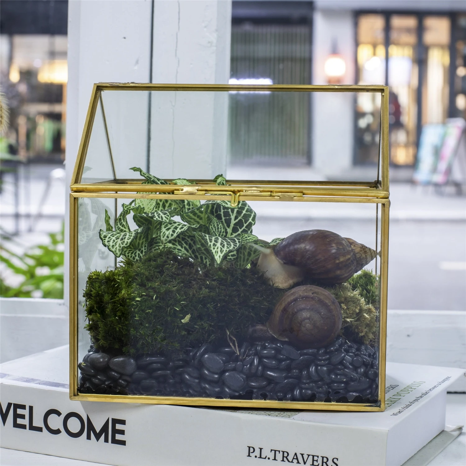 Handmade NCYP Geometric Glass Gold Terrarium Box House Shape, Close, Tabletop, Swing Lid For Air Plants Moss Snail Reptile Habitat 3 Handmade NCYP Geometric Glass Gold Terrarium Box House Shape, Close, Tabletop, Swing Lid For Air Plants Moss Snail Reptile Habitat