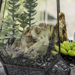 Black Natural Polished Pebbles For Terrarium, Bonsai, Small Planters, Moss, Fern, Succulents -Ncyp Garden Store 2020072800 4