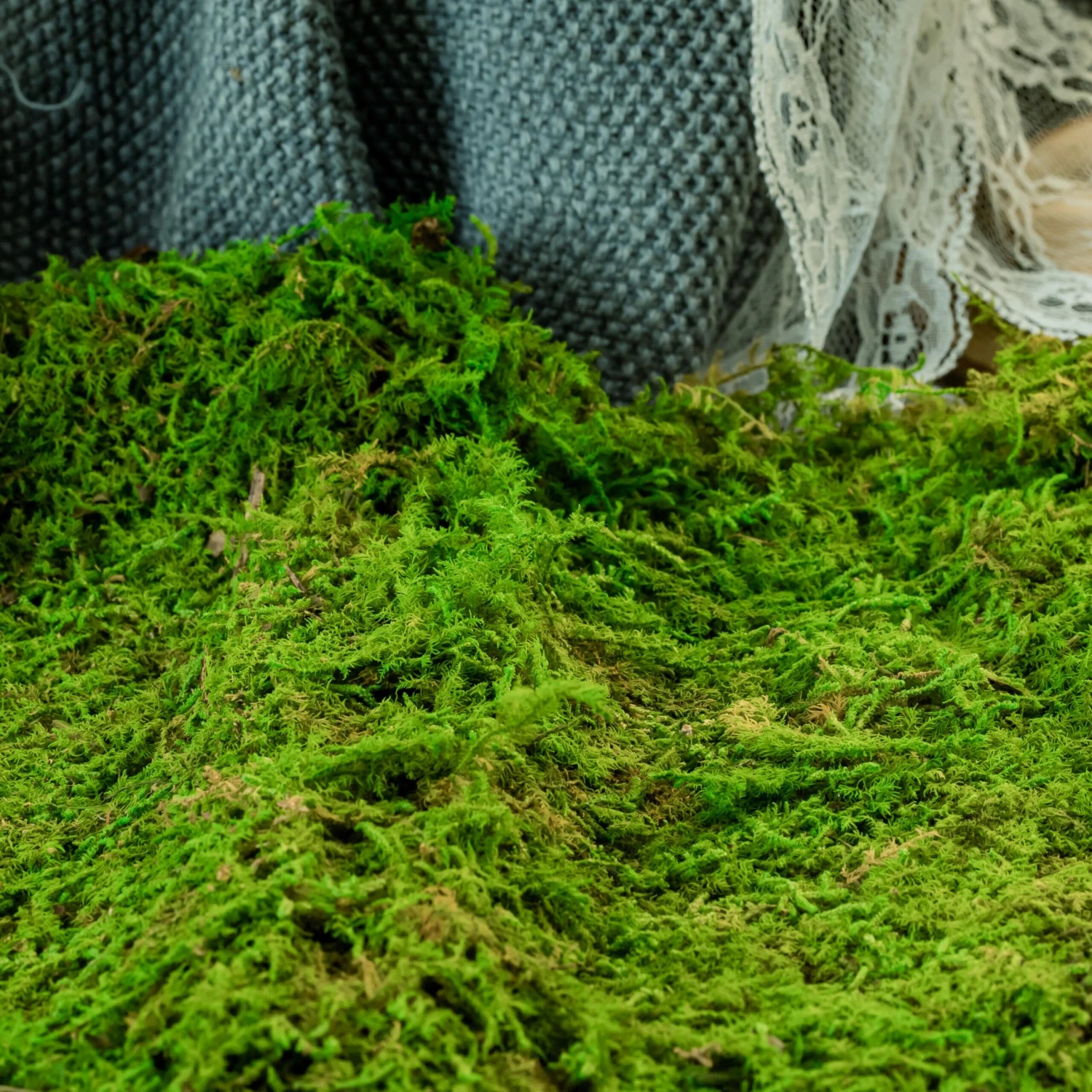 Preserved Feature Like Natural Moss, Fern Moss, Pole Moss Green 20x50cm, For DIY Moss Wall, Moss Terrarium, Moss Centerpiece, Moss Bowl, Centerpiece 3 Preserved Feature Like Natural Moss, Fern Moss, Pole Moss Green 20x50cm, For DIY Moss Wall, Moss Terrarium, Moss Centerpiece, Moss Bowl, Centerpiece