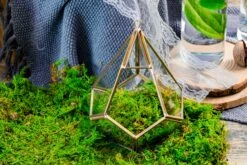 Preserved Feature Like Natural Moss, Fern Moss, Pole Moss Green 20x50cm, For DIY Moss Wall, Moss Terrarium, Moss Centerpiece, Moss Bowl, Centerpiece 11 Preserved Feature Like Natural Moss, Fern Moss, Pole Moss Green 20x50cm, For DIY Moss Wall, Moss Terrarium, Moss Centerpiece, Moss Bowl, Centerpiece -Ncyp Garden Store 20210323006 3