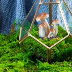 Preserved Feature Like Natural Moss, Fern Moss, Pole Moss Green 20x50cm, For DIY Moss Wall, Moss Terrarium, Moss Centerpiece, Moss Bowl, Centerpiece 9 Preserved Feature Like Natural Moss, Fern Moss, Pole Moss Green 20x50cm, For DIY Moss Wall, Moss Terrarium, Moss Centerpiece, Moss Bowl, Centerpiece -Ncyp Garden Store 20210323006 4