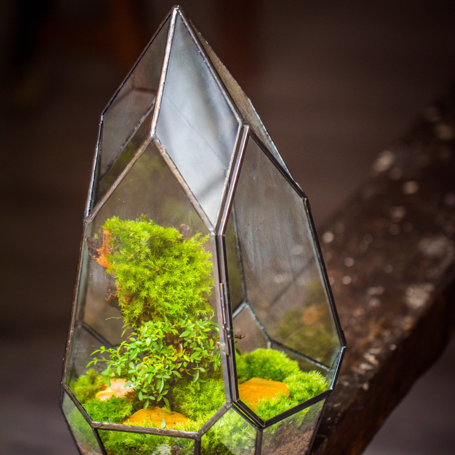 NCYP Irregular Close Geometric Glass Terrarium With Door Tall Teardrop Planter Pot Miniature Moss, Tropical Plants Orchid Container 4 NCYP Irregular Close Geometric Glass Terrarium With Door Tall Teardrop Planter Pot Miniature Moss, Tropical Plants Orchid Container - Image 2