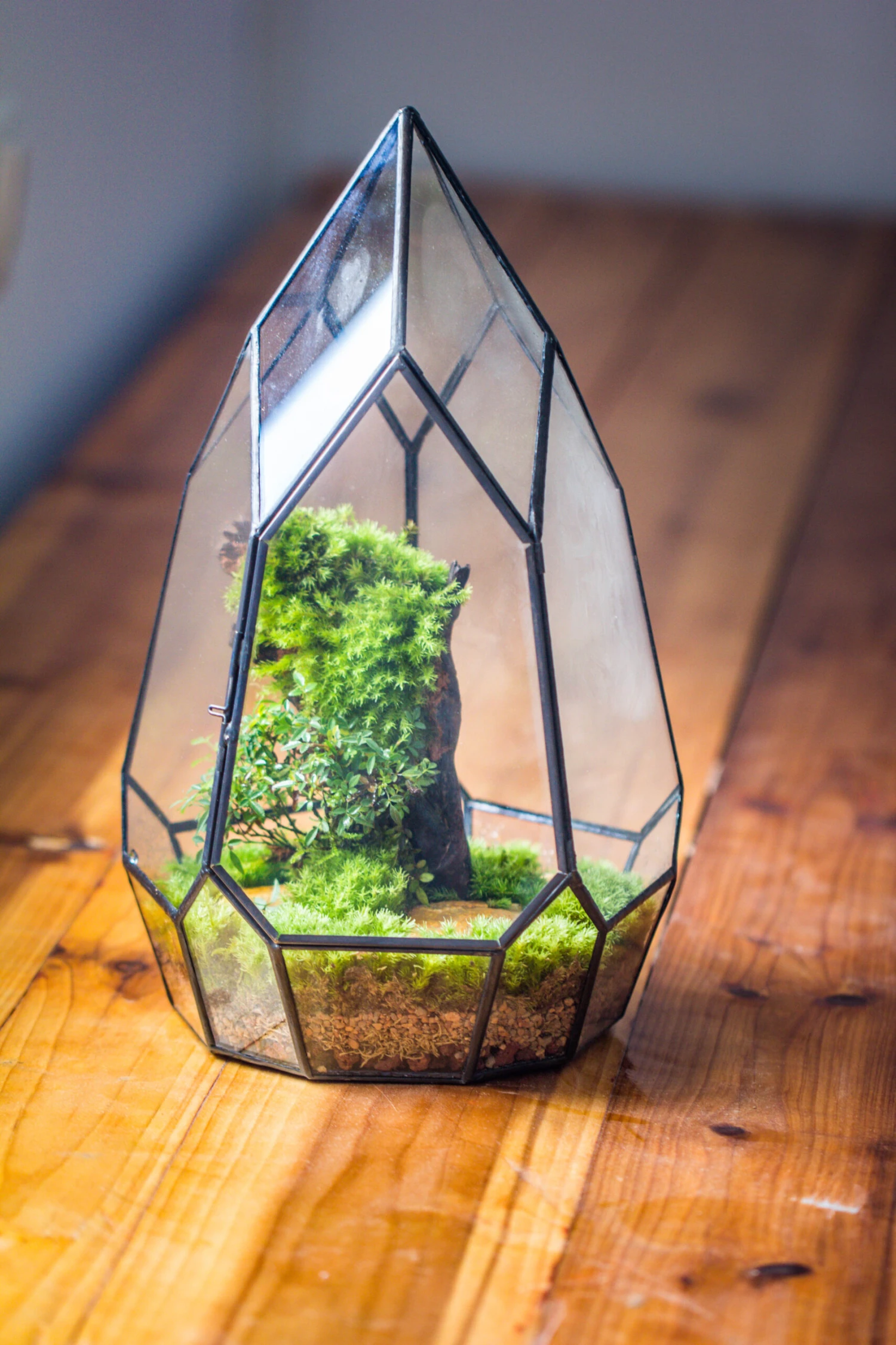 NCYP Irregular Close Geometric Glass Terrarium With Door Tall Teardrop Planter Pot Miniature Moss, Tropical Plants Orchid Container 7 NCYP Irregular Close Geometric Glass Terrarium With Door Tall Teardrop Planter Pot Miniature Moss, Tropical Plants Orchid Container - Image 5