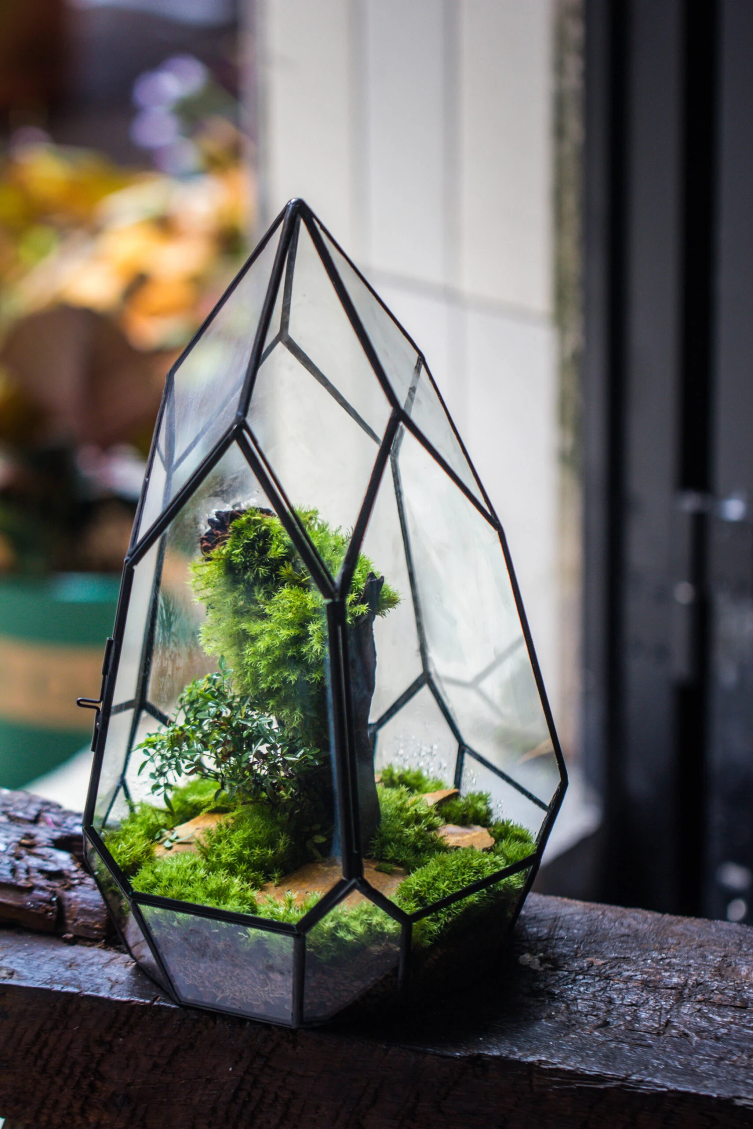 NCYP Irregular Close Geometric Glass Terrarium With Door Tall Teardrop Planter Pot Miniature Moss, Tropical Plants Orchid Container 8 NCYP Irregular Close Geometric Glass Terrarium With Door Tall Teardrop Planter Pot Miniature Moss, Tropical Plants Orchid Container - Image 6