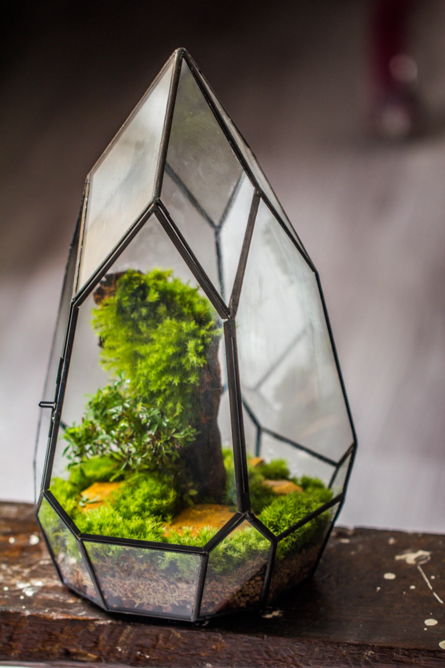 NCYP Irregular Close Geometric Glass Terrarium With Door Tall Teardrop Planter Pot Miniature Moss, Tropical Plants Orchid Container 9 NCYP Irregular Close Geometric Glass Terrarium With Door Tall Teardrop Planter Pot Miniature Moss, Tropical Plants Orchid Container - Image 7