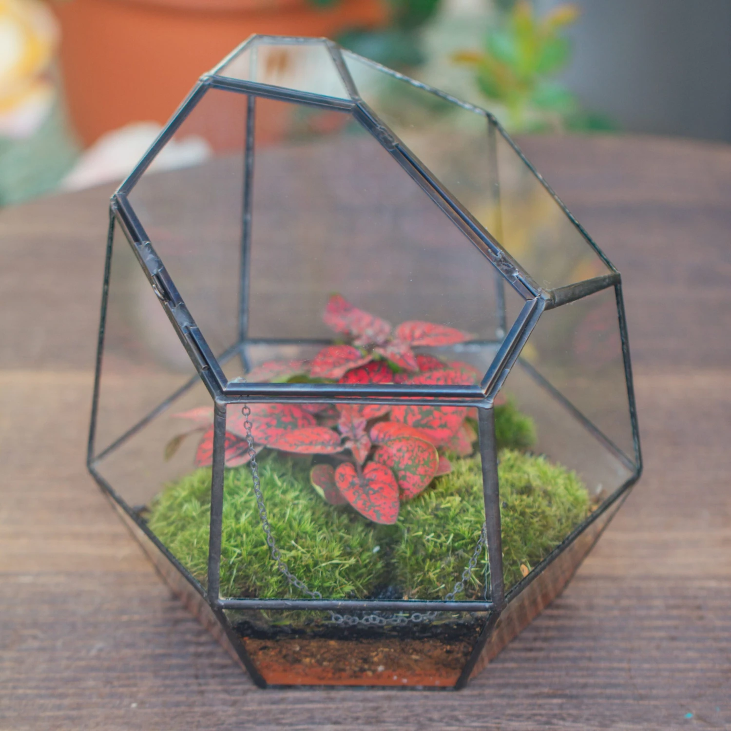NCYP Small Close Geometric Glass Terrarium With Door, Tin Sealed Irregular Tall Planter For Moss Flower Pot 6 NCYP Small Close Geometric Glass Terrarium With Door, Tin Sealed Irregular Tall Planter For Moss Flower Pot - Image 4