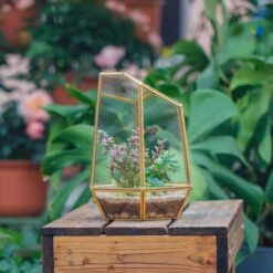 NCYP Close Geometric Glass Terrarium With Door, Brass, Irregular Tall Planter Succulent Cacti Fern Flower Pot -Ncyp Garden Store 20211215003 10