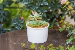 Coir Coconut Fiber For House Plants | NCYP Garden -Ncyp Garden Store 20220217001 1