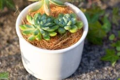 Coir Coconut Fiber For House Plants | NCYP Garden -Ncyp Garden Store 20220217001 12