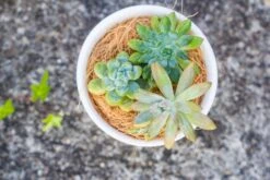 Ncyp Garden Store -Ncyp Garden Store 20220217001 2