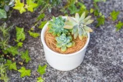 Coir Coconut Fiber For House Plants | NCYP Garden -Ncyp Garden Store 20220217001 3