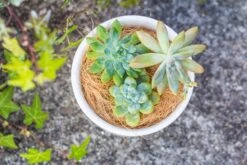 Coir Coconut Fiber For House Plants | NCYP Garden -Ncyp Garden Store 20220217001 4