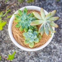 Coir Coconut Fiber For House Plants | NCYP Garden