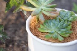 Coir Coconut Fiber For House Plants | NCYP Garden -Ncyp Garden Store 20220217001 7