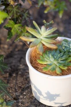 Coir Coconut Fiber For House Plants | NCYP Garden -Ncyp Garden Store 20220217001 8