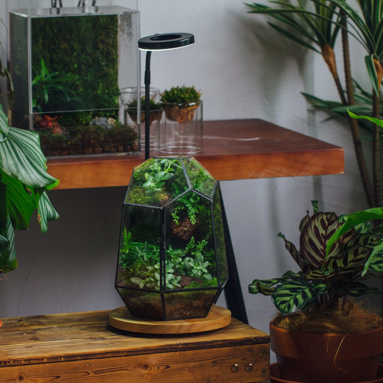 NCYP Customizable Tabletop Natural Wood Round Board LED Grow Display Light Indoor 10W For Terrarium Succulent Fern Bonsai Moss -35cm 8 NCYP Customizable Tabletop Natural Wood Round Board LED Grow Display Light Indoor 10W For Terrarium Succulent Fern Bonsai Moss -35cm - Image 6