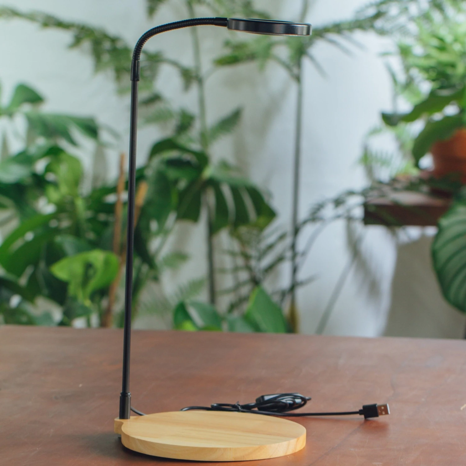 NCYP Customizable Tabletop Natural Wood Round Board LED Grow Display Light Indoor 10W For Terrarium Succulent Fern Bonsai Moss -35cm 3 NCYP Customizable Tabletop Natural Wood Round Board LED Grow Display Light Indoor 10W For Terrarium Succulent Fern Bonsai Moss -35cm