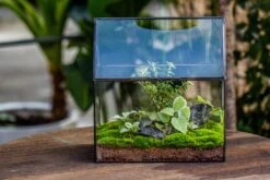 Handmade Unique Closed Terrarium With Arched Roof | HouseShape Closed Planter For Tropical Plants, Moss | Miniature Greenhouse Gift -Ncyp Garden Store 20220607004 4