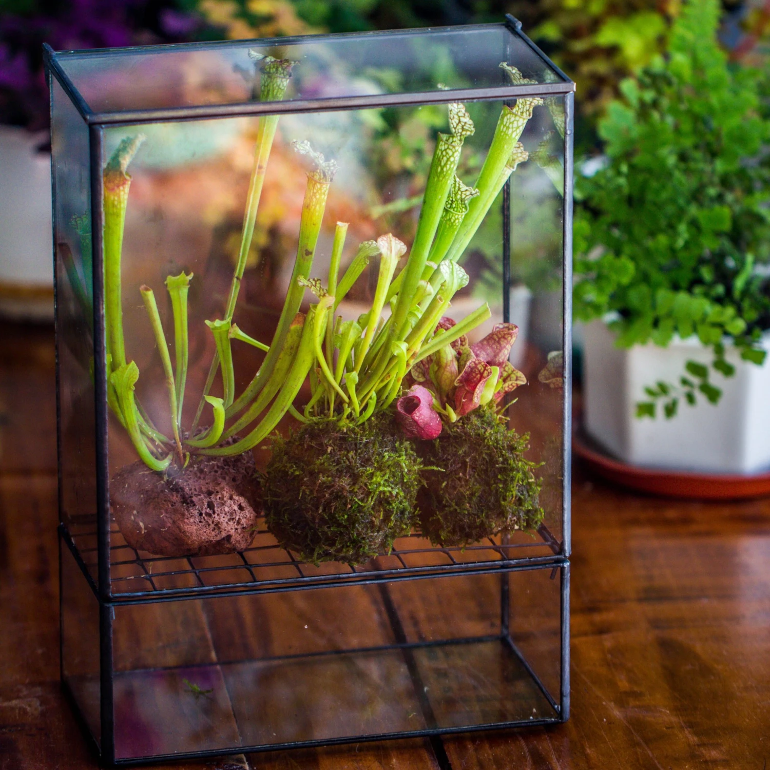 NCYP Glass And Tin Close Terrarium With Drainage Bottom, Suits For Fly Trap, Pitcher Plants, Moss Ball, Nursery, Small Tropical Plants 4 NCYP Glass And Tin Close Terrarium With Drainage Bottom, Suits For Fly Trap, Pitcher Plants, Moss Ball, Nursery, Small Tropical Plants - Image 2