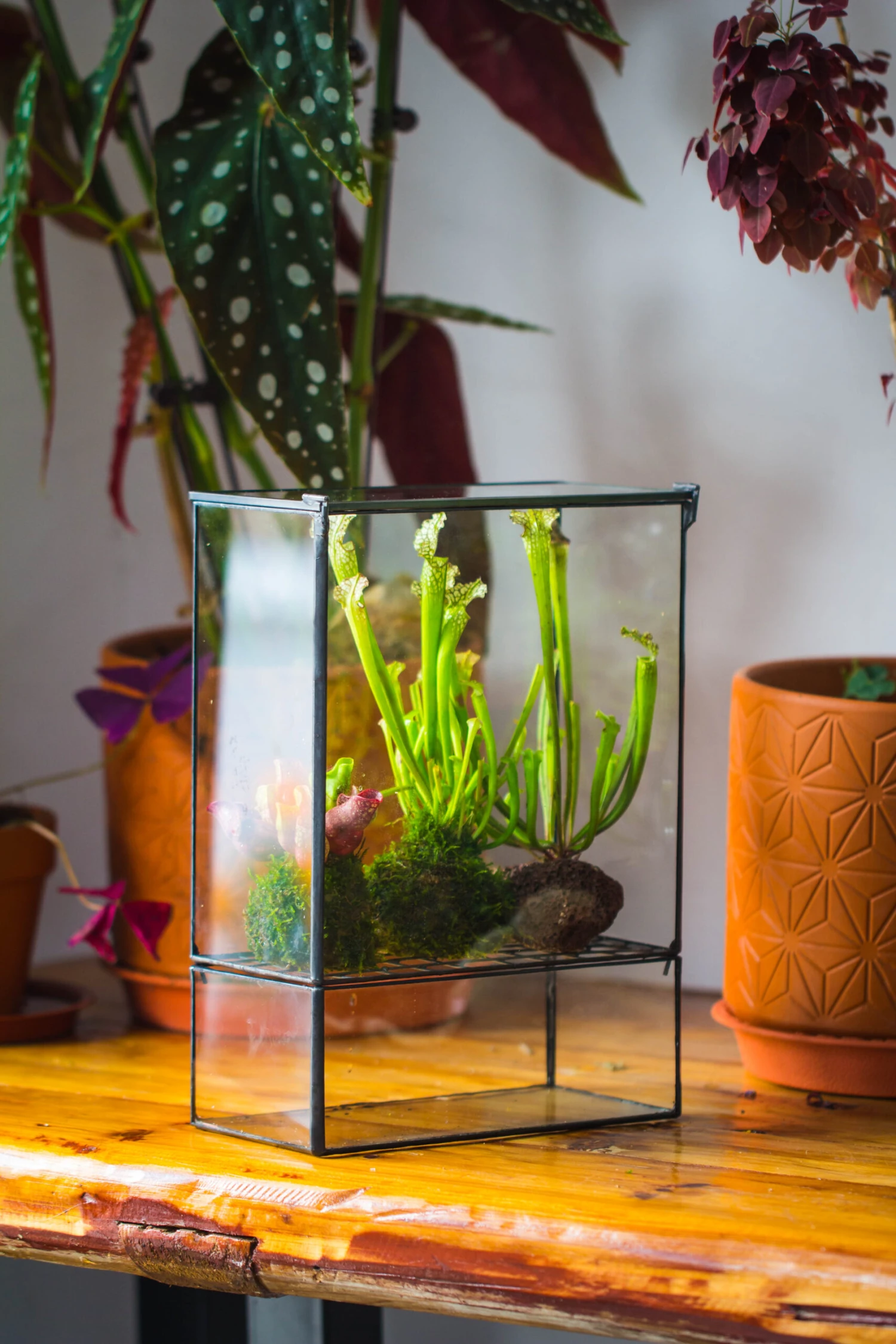 NCYP Glass And Tin Close Terrarium With Drainage Bottom, Suits For Fly Trap, Pitcher Plants, Moss Ball, Nursery, Small Tropical Plants 12 NCYP Glass And Tin Close Terrarium With Drainage Bottom, Suits For Fly Trap, Pitcher Plants, Moss Ball, Nursery, Small Tropical Plants - Image 10