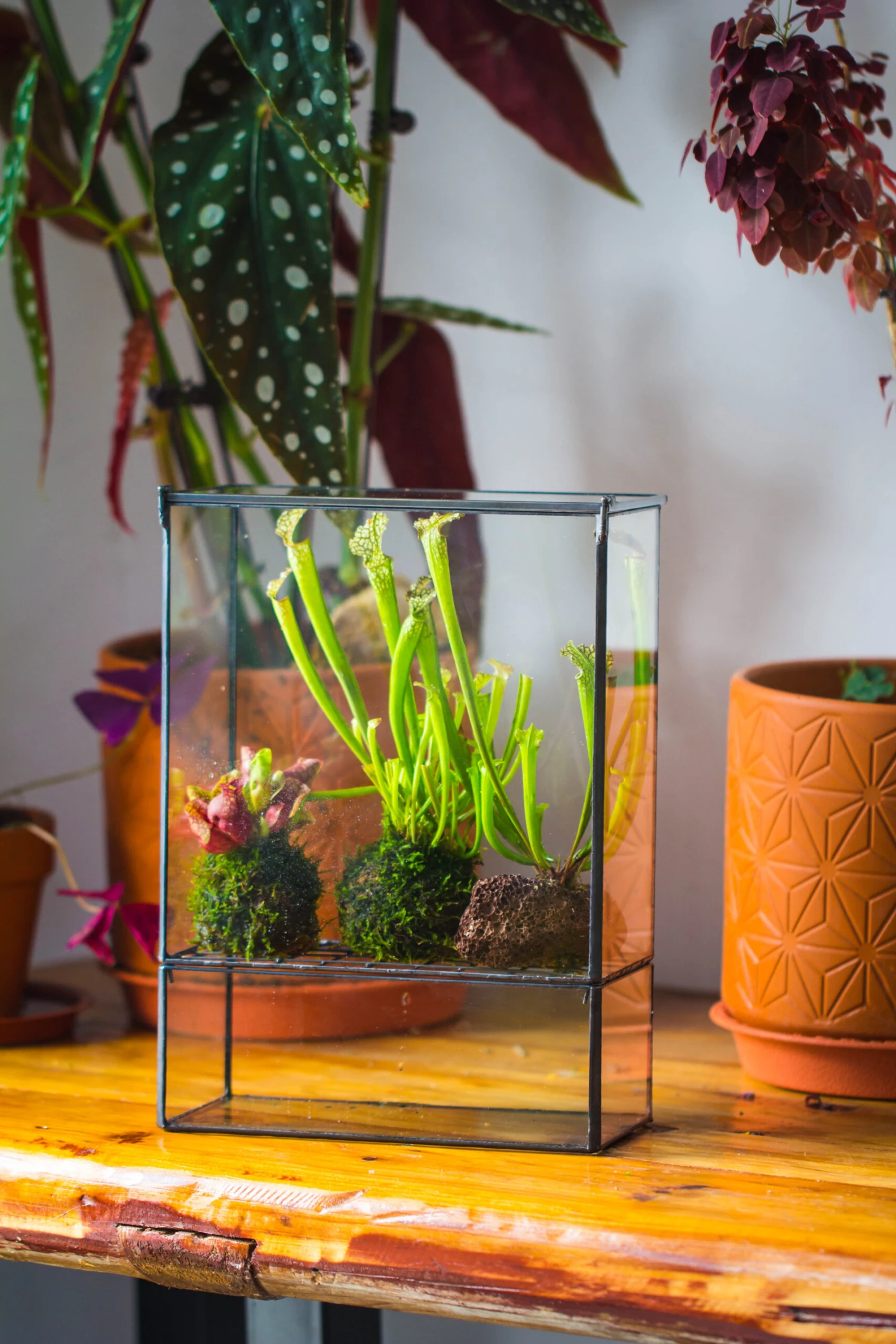 NCYP Glass And Tin Close Terrarium With Drainage Bottom, Suits For Fly Trap, Pitcher Plants, Moss Ball, Nursery, Small Tropical Plants 13 NCYP Glass And Tin Close Terrarium With Drainage Bottom, Suits For Fly Trap, Pitcher Plants, Moss Ball, Nursery, Small Tropical Plants - Image 11