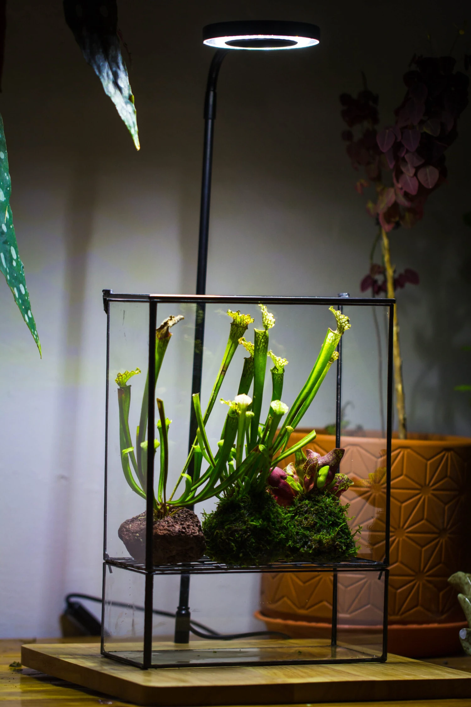 NCYP Glass And Tin Close Terrarium With Drainage Bottom, Suits For Fly Trap, Pitcher Plants, Moss Ball, Nursery, Small Tropical Plants 15 NCYP Glass And Tin Close Terrarium With Drainage Bottom, Suits For Fly Trap, Pitcher Plants, Moss Ball, Nursery, Small Tropical Plants - Image 13