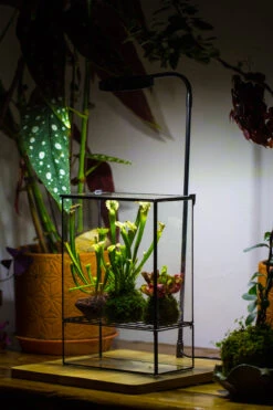 NCYP Glass And Tin Close Terrarium With Drainage Bottom, Suits For Fly Trap, Pitcher Plants, Moss Ball, Nursery, Small Tropical Plants 29 NCYP Glass And Tin Close Terrarium With Drainage Bottom, Suits For Fly Trap, Pitcher Plants, Moss Ball, Nursery, Small Tropical Plants -Ncyp Garden Store 20221118015 14