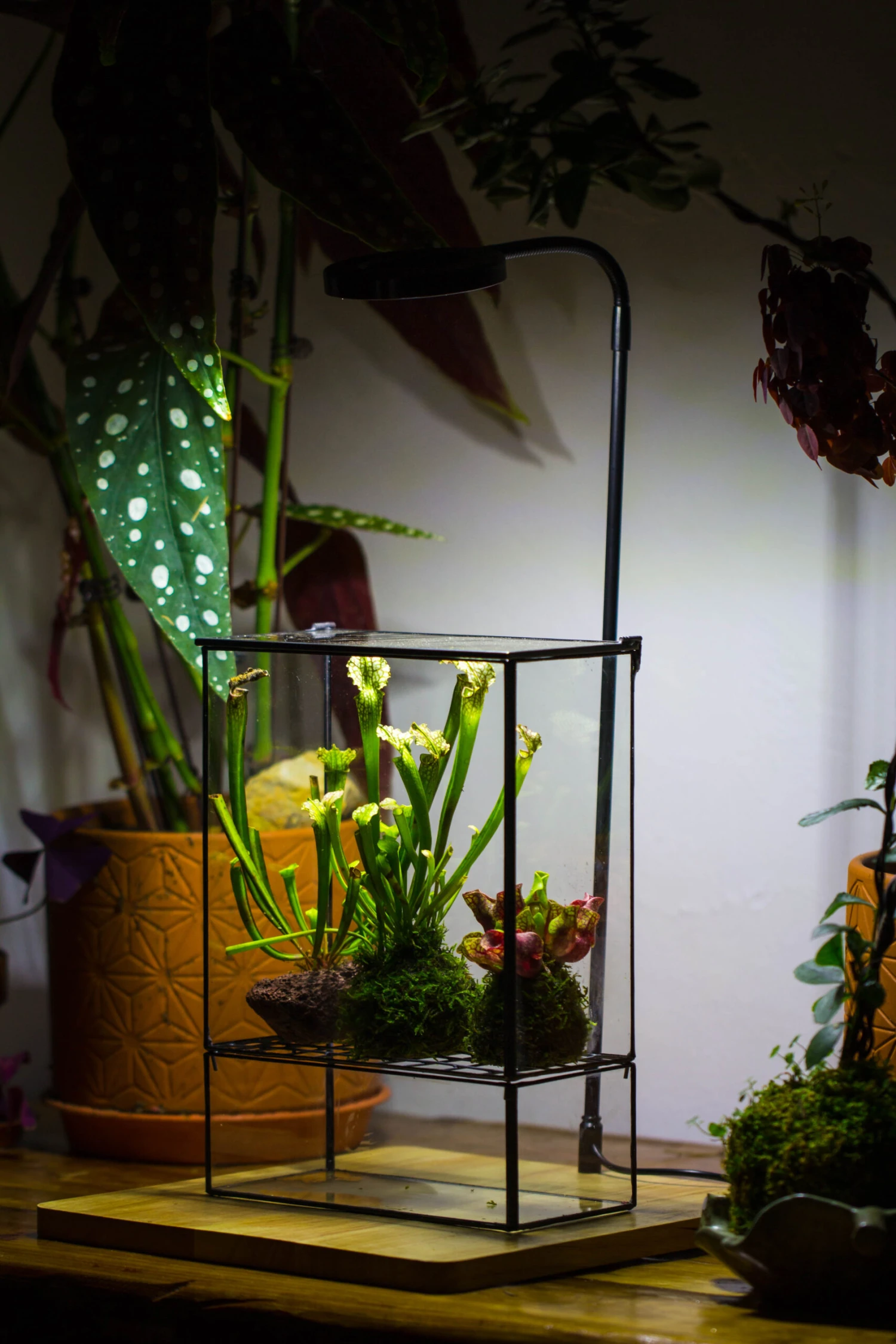 NCYP Glass And Tin Close Terrarium With Drainage Bottom, Suits For Fly Trap, Pitcher Plants, Moss Ball, Nursery, Small Tropical Plants 16 NCYP Glass And Tin Close Terrarium With Drainage Bottom, Suits For Fly Trap, Pitcher Plants, Moss Ball, Nursery, Small Tropical Plants - Image 14