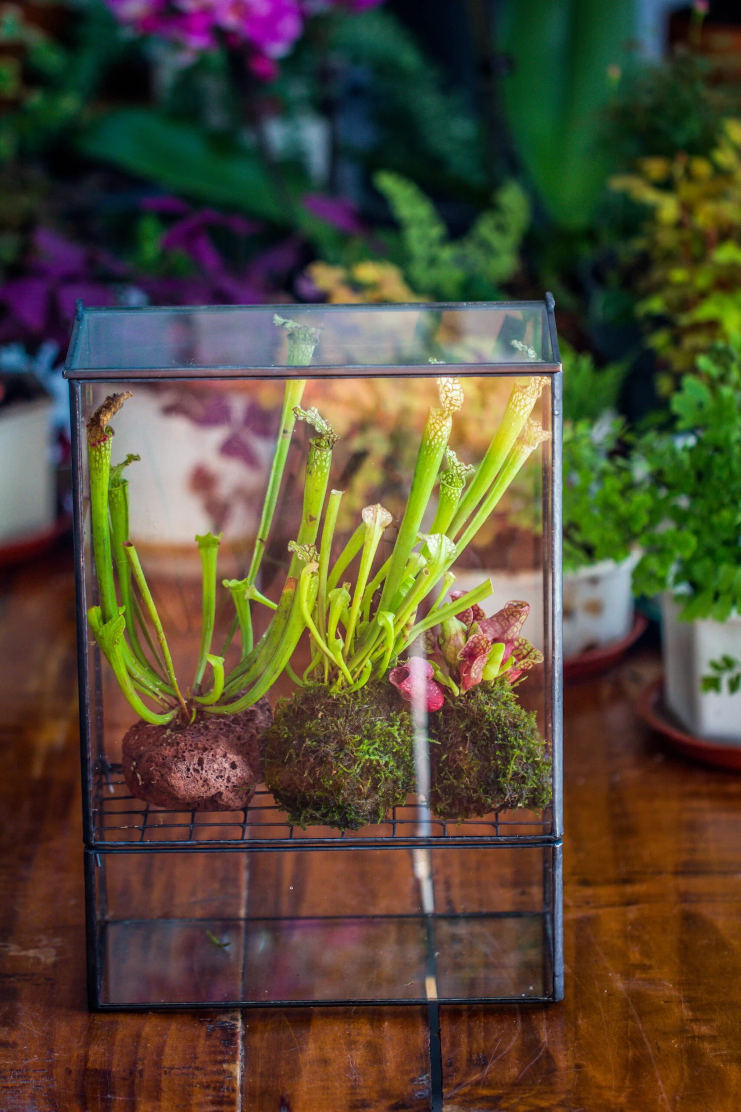 NCYP Glass And Tin Close Terrarium With Drainage Bottom, Suits For Fly Trap, Pitcher Plants, Moss Ball, Nursery, Small Tropical Plants 5 NCYP Glass And Tin Close Terrarium With Drainage Bottom, Suits For Fly Trap, Pitcher Plants, Moss Ball, Nursery, Small Tropical Plants - Image 3