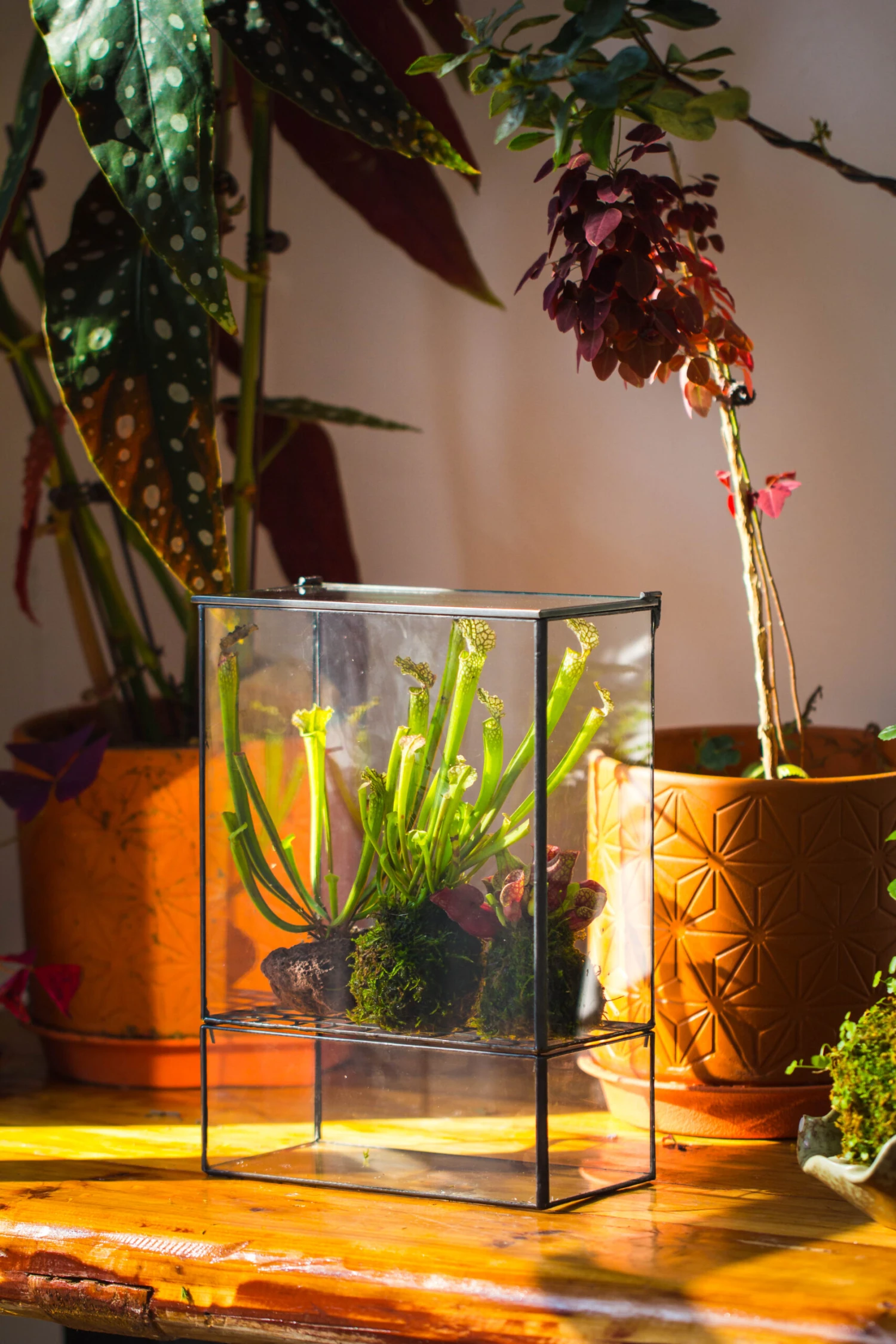 NCYP Glass And Tin Close Terrarium With Drainage Bottom, Suits For Fly Trap, Pitcher Plants, Moss Ball, Nursery, Small Tropical Plants 6 NCYP Glass And Tin Close Terrarium With Drainage Bottom, Suits For Fly Trap, Pitcher Plants, Moss Ball, Nursery, Small Tropical Plants - Image 4