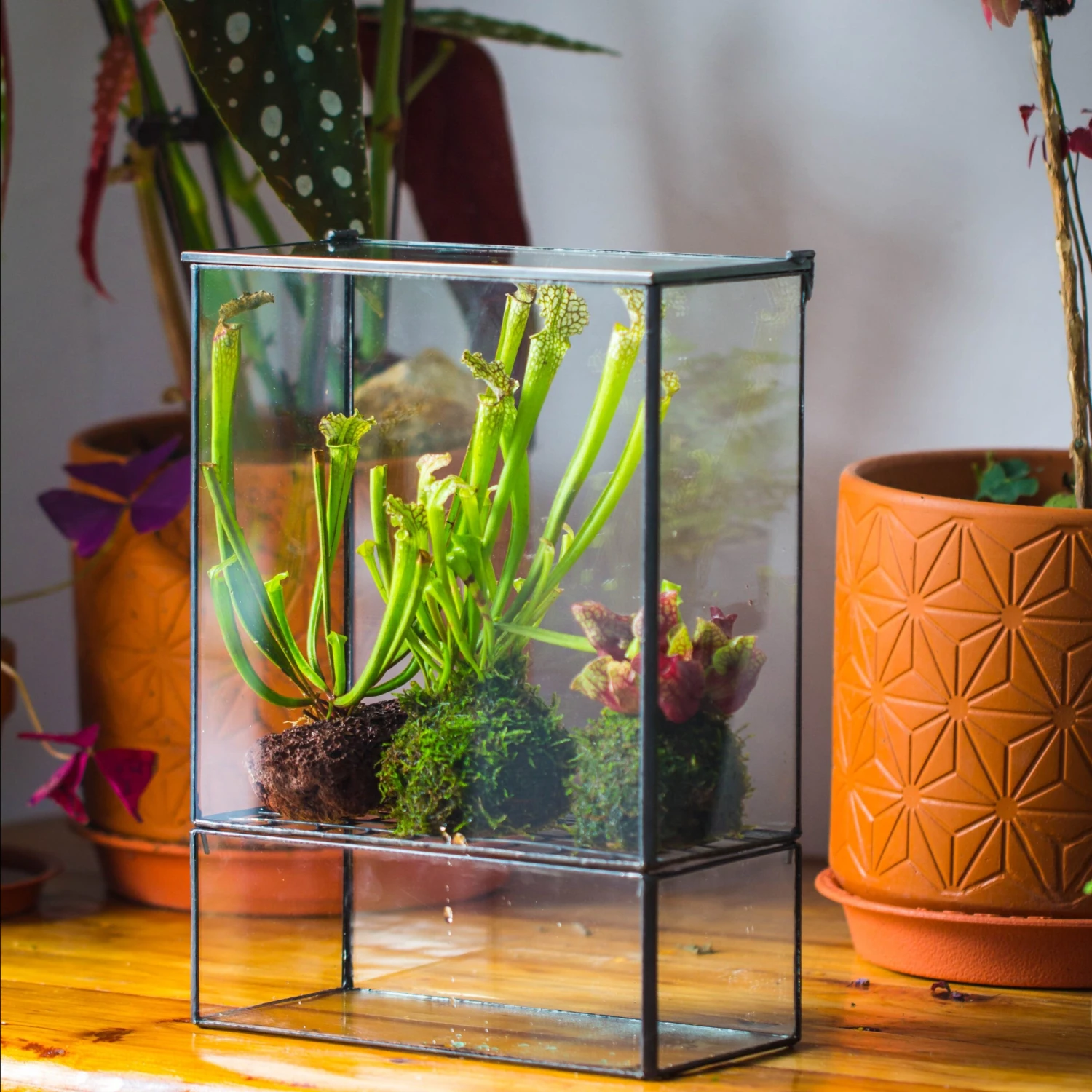 NCYP Glass And Tin Close Terrarium With Drainage Bottom, Suits For Fly Trap, Pitcher Plants, Moss Ball, Nursery, Small Tropical Plants 3 NCYP Glass And Tin Close Terrarium With Drainage Bottom, Suits For Fly Trap, Pitcher Plants, Moss Ball, Nursery, Small Tropical Plants