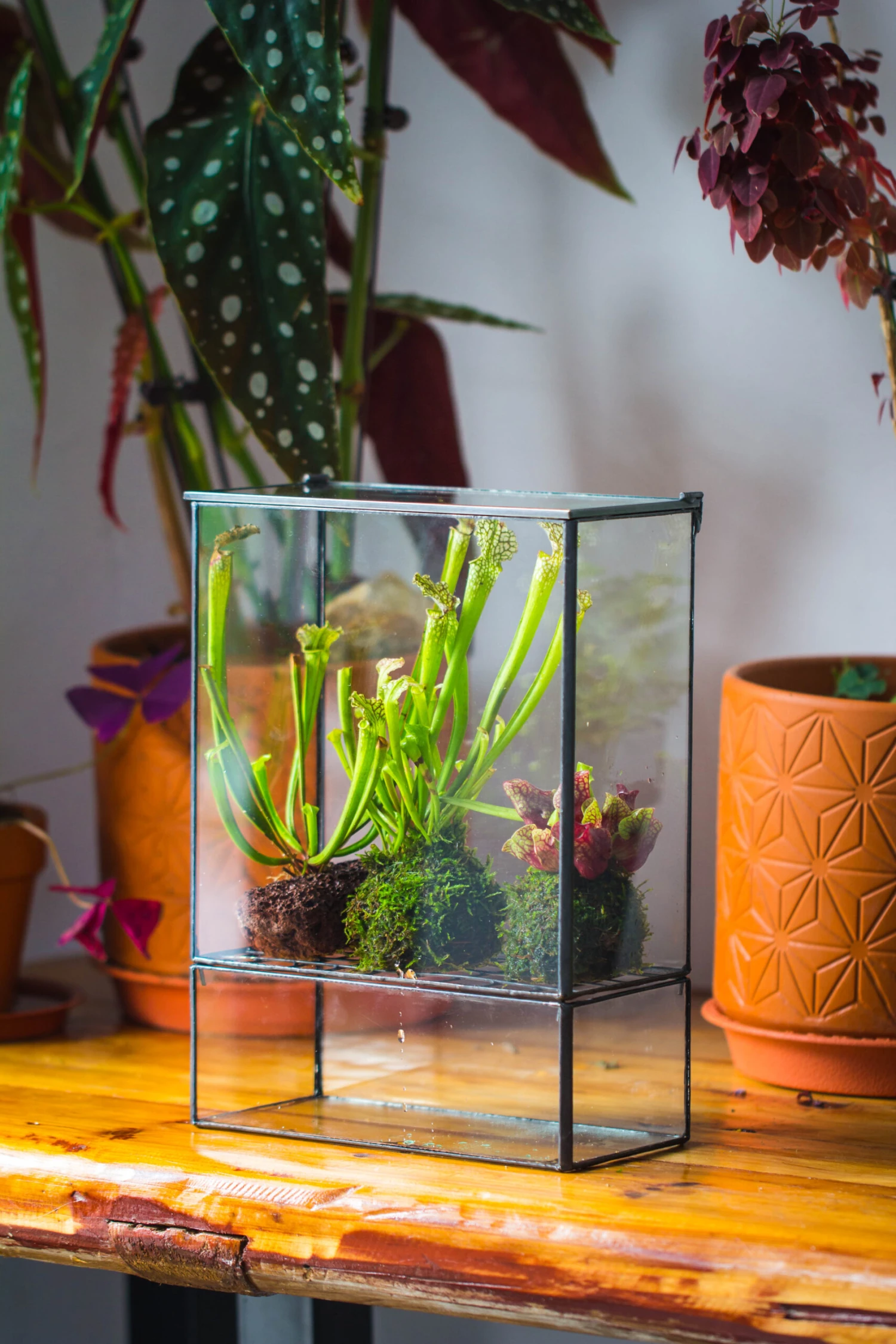 NCYP Glass And Tin Close Terrarium With Drainage Bottom, Suits For Fly Trap, Pitcher Plants, Moss Ball, Nursery, Small Tropical Plants 8 NCYP Glass And Tin Close Terrarium With Drainage Bottom, Suits For Fly Trap, Pitcher Plants, Moss Ball, Nursery, Small Tropical Plants - Image 6