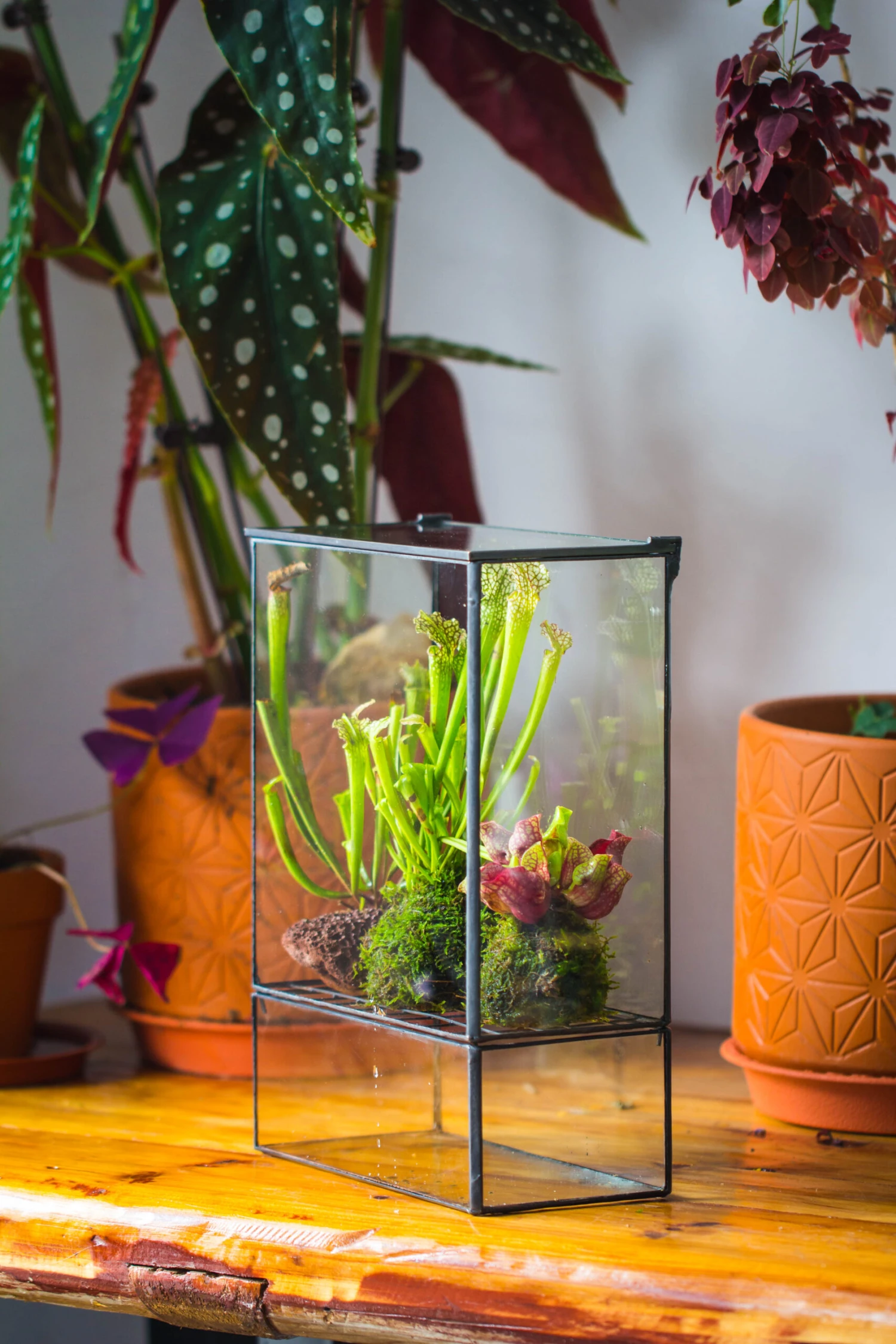 NCYP Glass And Tin Close Terrarium With Drainage Bottom, Suits For Fly Trap, Pitcher Plants, Moss Ball, Nursery, Small Tropical Plants 9 NCYP Glass And Tin Close Terrarium With Drainage Bottom, Suits For Fly Trap, Pitcher Plants, Moss Ball, Nursery, Small Tropical Plants - Image 7