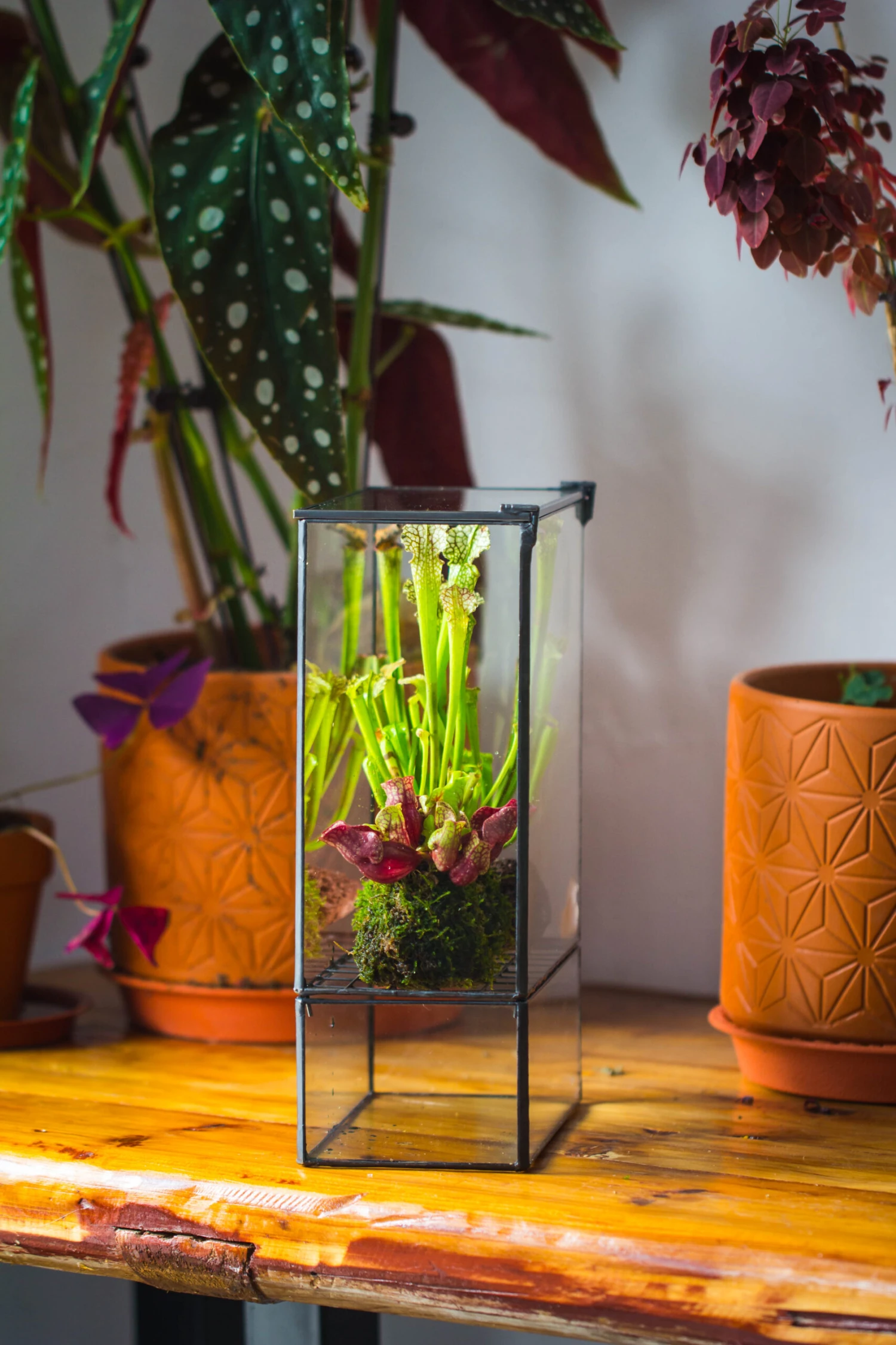 NCYP Glass And Tin Close Terrarium With Drainage Bottom, Suits For Fly Trap, Pitcher Plants, Moss Ball, Nursery, Small Tropical Plants 10 NCYP Glass And Tin Close Terrarium With Drainage Bottom, Suits For Fly Trap, Pitcher Plants, Moss Ball, Nursery, Small Tropical Plants - Image 8