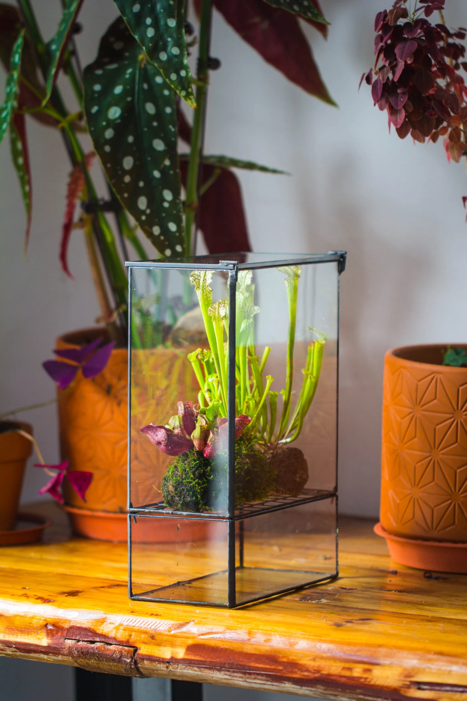 NCYP Glass And Tin Close Terrarium With Drainage Bottom, Suits For Fly Trap, Pitcher Plants, Moss Ball, Nursery, Small Tropical Plants 11 NCYP Glass And Tin Close Terrarium With Drainage Bottom, Suits For Fly Trap, Pitcher Plants, Moss Ball, Nursery, Small Tropical Plants - Image 9