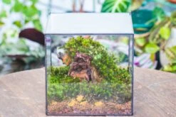 8" Cube NCYP BasicClose Geometric Glass Tin Terrarium, Planter For Moss Wall, Fern, Landscape, No Plants -Ncyp Garden Store 20221118023 5