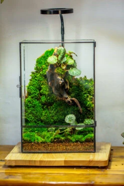 8x12" Close Geometric Glass Terrarium With Door, Tin Sealed Rectangle Tall Planter For Moss Wall, Fern, Landscape Multiple Size, No Plants -Ncyp Garden Store 20221118037 2