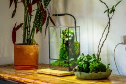8x12" Close Geometric Glass Terrarium With Door, Tin Sealed Rectangle Tall Planter For Moss Wall, Fern, Landscape Multiple Size, No Plants -Ncyp Garden Store 20221118037 4