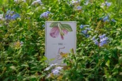 Silver Brass Tabletop Vintage Frame Geometric Ornament Plant Specimen Clip Modern Decor Card Holder 5X7" Reception 38 Silver Brass Tabletop Vintage Frame Geometric Ornament Plant Specimen Clip Modern Decor Card Holder 5X7" Reception -Ncyp Garden Store 20221229004 1