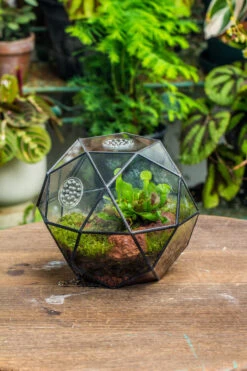 Handmade Close Triangular Pentagon Mix 32-Sides Clear Glass Geometric Centerpiece Terrarium For Moss -Ncyp Garden Store 20230509029 15
