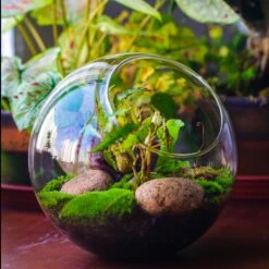 Glass Sphere Terrarium With Cut Kit For Planting Moss, Carnivorous Plant, Begonia