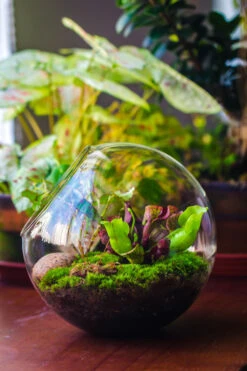 Glass Sphere Terrarium With Cut Kit For Planting Moss, Carnivorous Plant, Begonia -Ncyp Garden Store 20230608041 26
