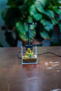 NCYP Clip Grow LED Light, Gooseneck, USB, 10W, Display, Adjustable, For Succulents, Open Terrarium, Fish Tank, Moss, Fern, Tropical Plants -Ncyp Garden Store 20230628086 8