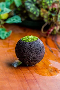 DIY Set 9cm / 3.5" Round Horticultural Lava Rock Volcanic Rock Planter And Moss Building Kit -Ncyp Garden Store 2024 2 2 IMG 0409