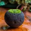 DIY Set 12cm / 4.7" Round Horticultural Lava Rock Volcanic Rock Planter And Moss Planting Kit 2 DIY Set 12cm / 4.7" Round Horticultural Lava Rock Volcanic Rock Planter And Moss Planting Kit -Ncyp Garden Store 2024 2 2 IMG 0413