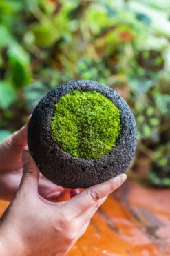 DIY Set 12cm / 4.7" Round Horticultural Lava Rock Volcanic Rock Planter And Moss Planting Kit -Ncyp Garden Store 2024 2 2 IMG 0414